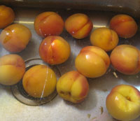 Peaches go into the cold water after we dip them in the hot water for about a minute or so.